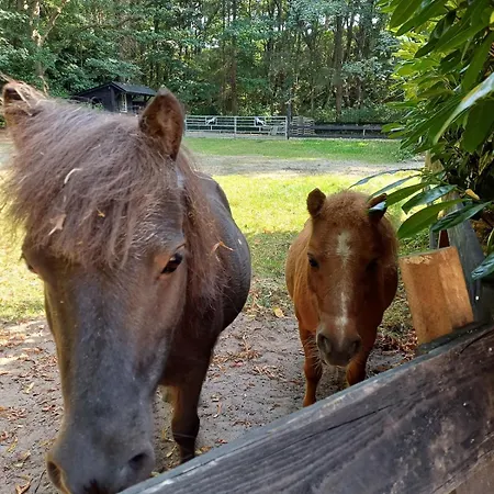 De Eekhoorn * Ugchelen