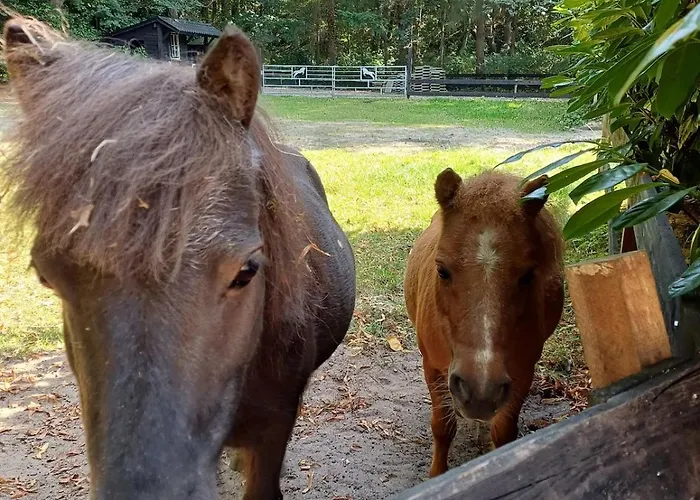 De Eekhoorn * Ugchelen